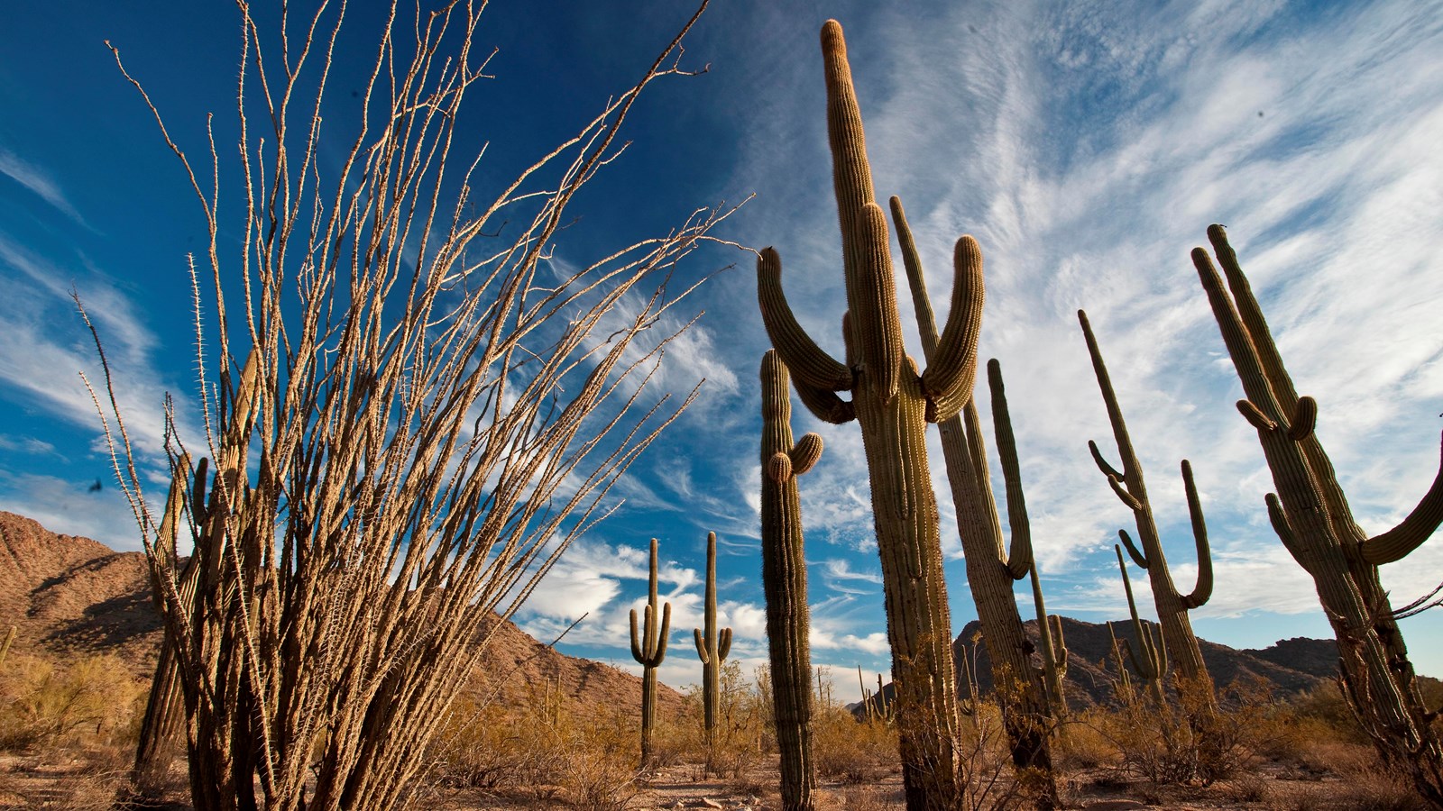 Saguaros and other cacti stand on a desert landscape under a blue sky