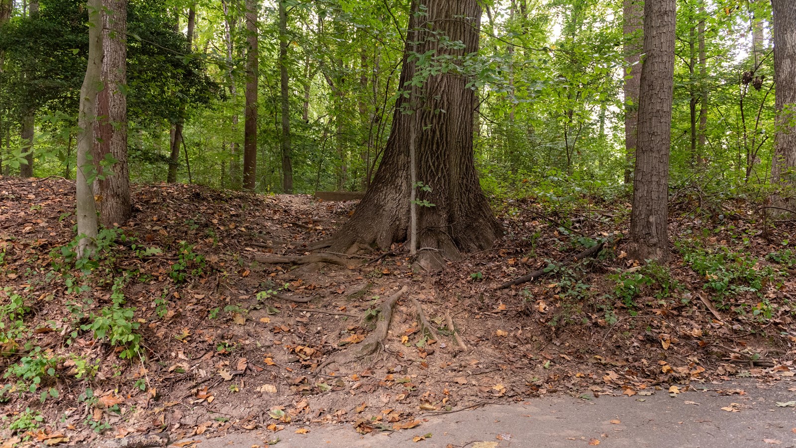 A trail on the side of a forest. 