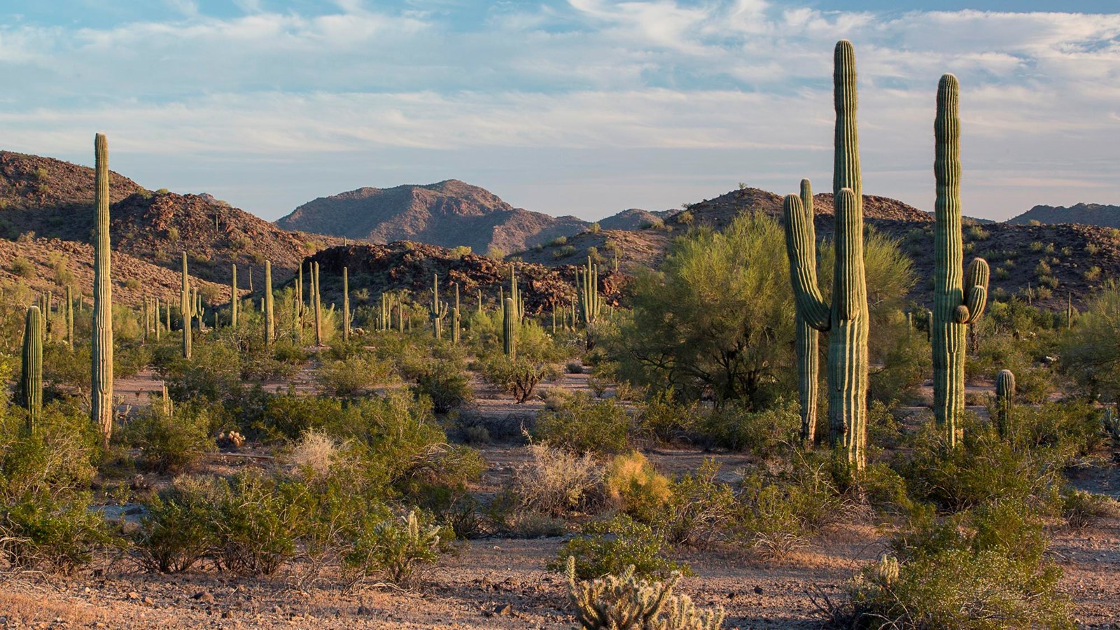 Saguaros and other cacti in a desert landscape with mountains