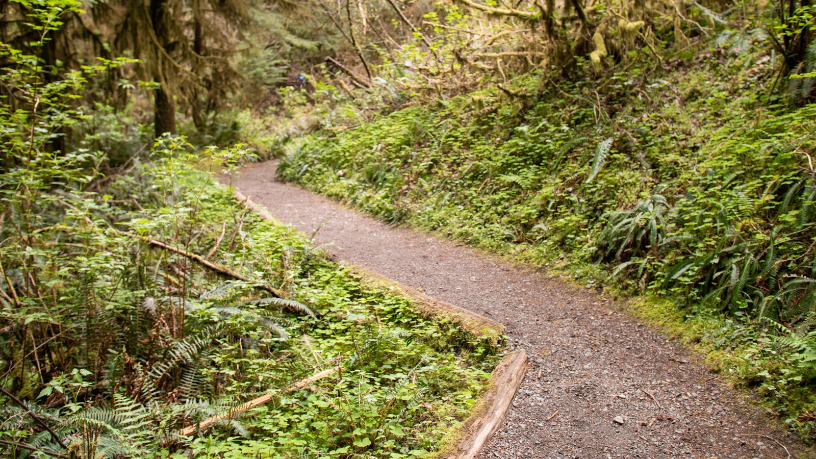 A gravel trail winds through the rain forest