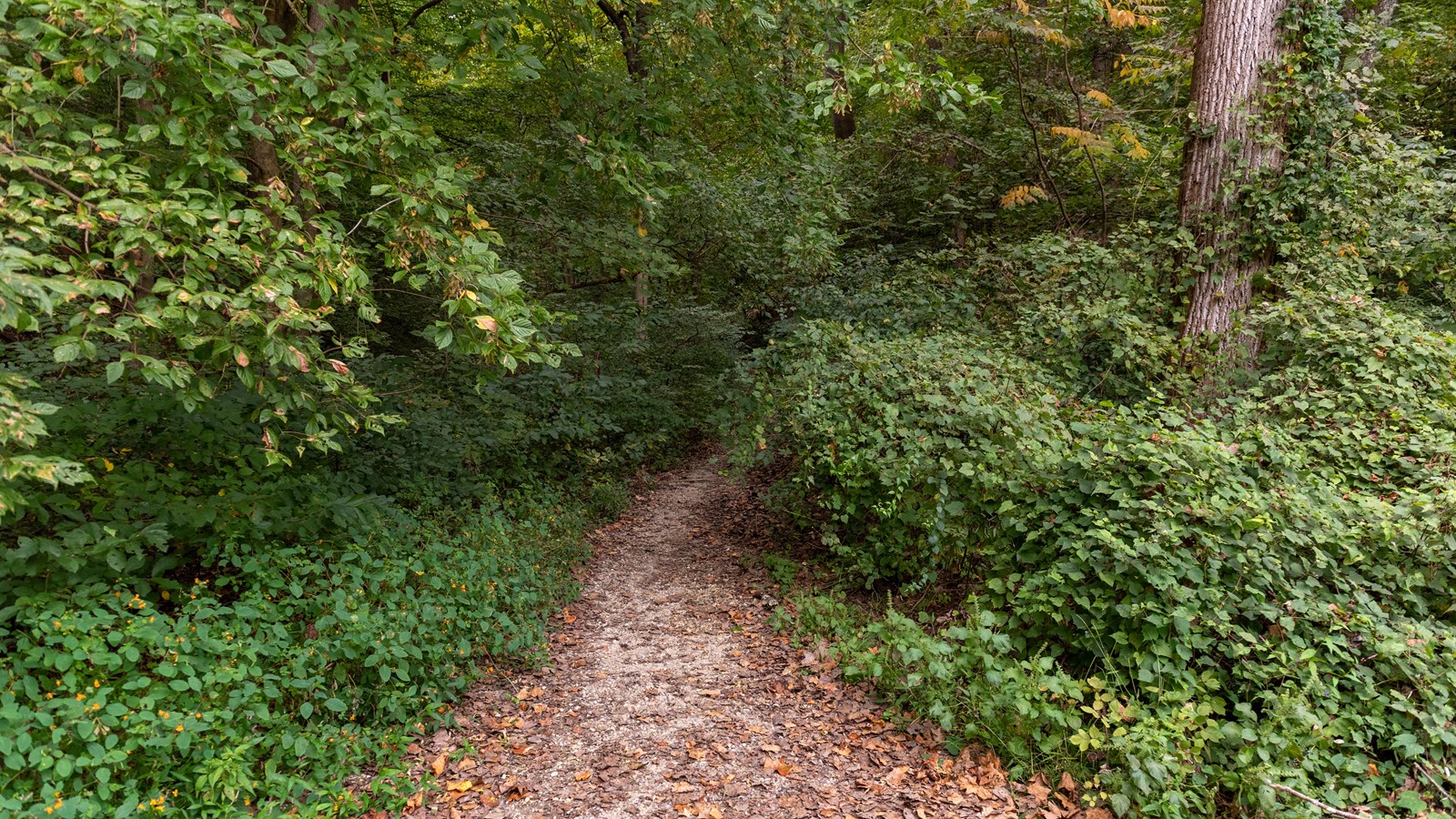 A dirt tail leading into a forest.