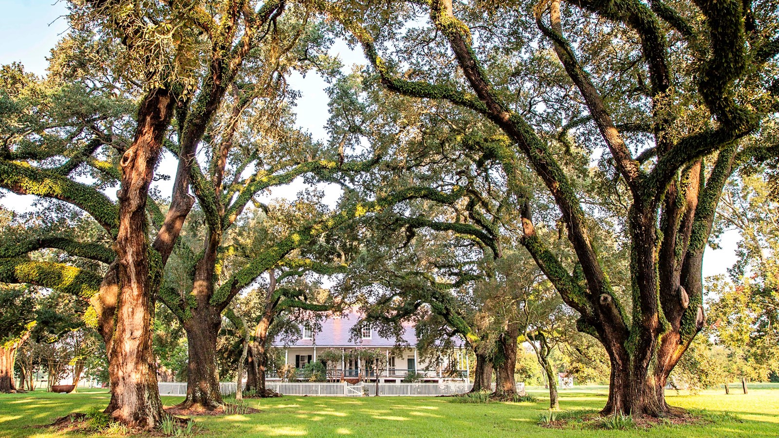 Color photograph of two rows of Live Oaks trees forming a oak allee.