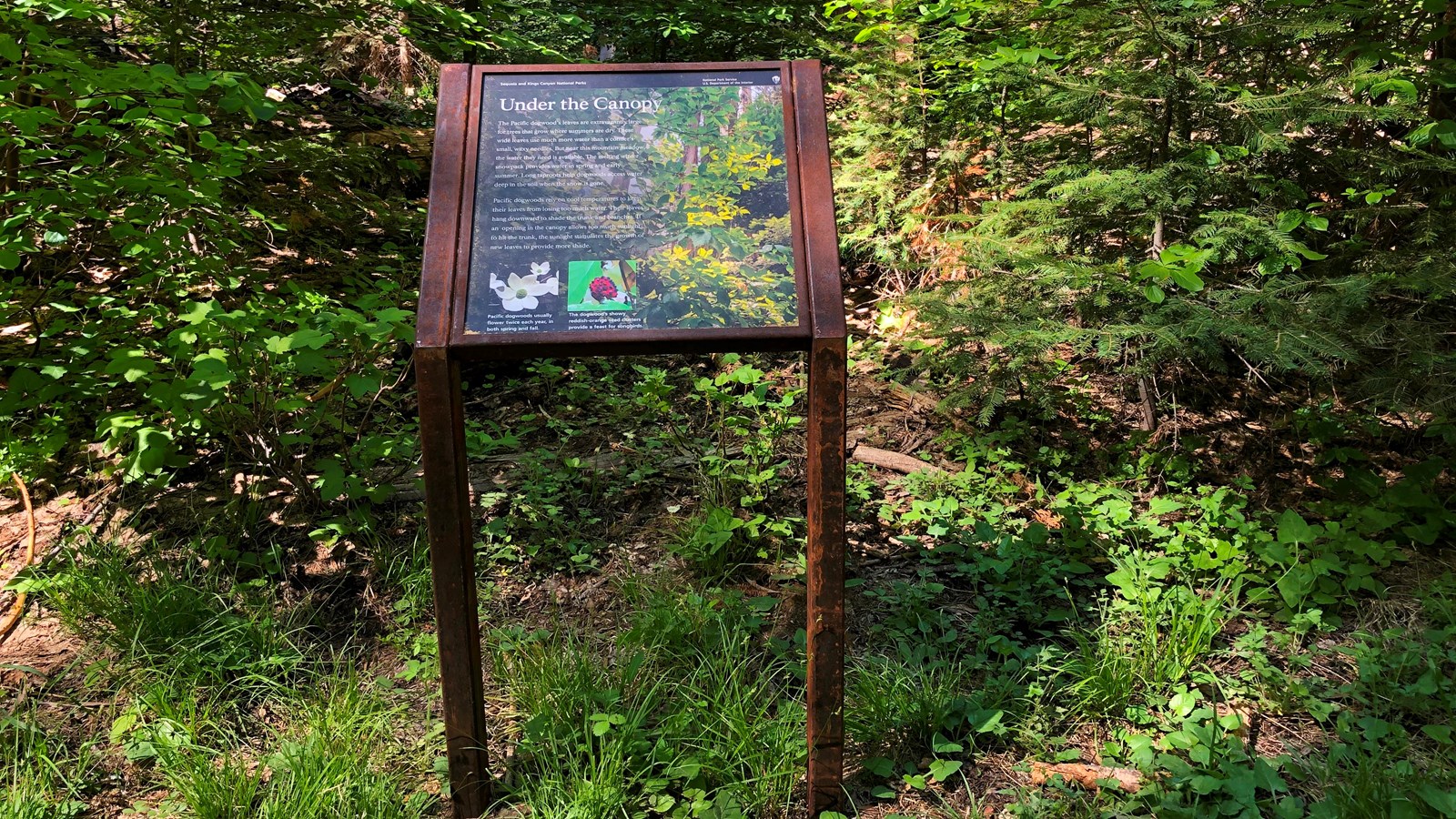 An brown-framed, square outdoor exhibit sign is surrounded by forest trees.