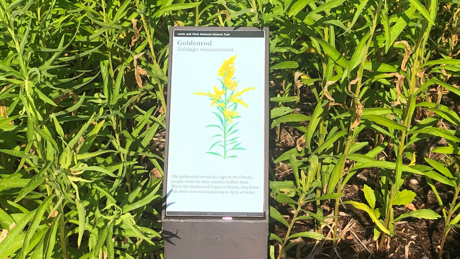 A small sign is placed near a green plant. The sign describes the Goldenrod.