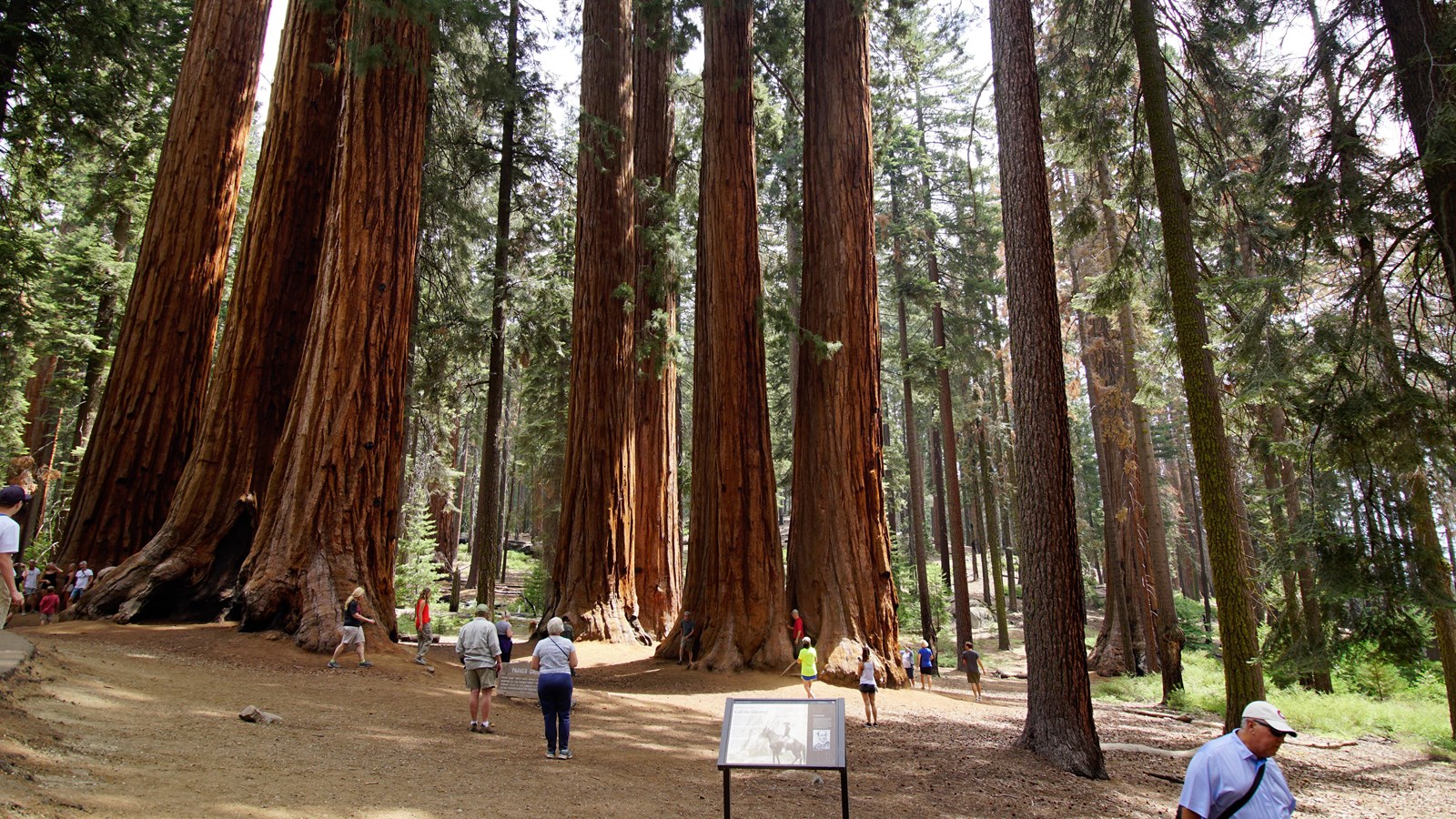 Visitors play underneath tall giant sequoia trees in the foreground an interpretive exhibit stands
