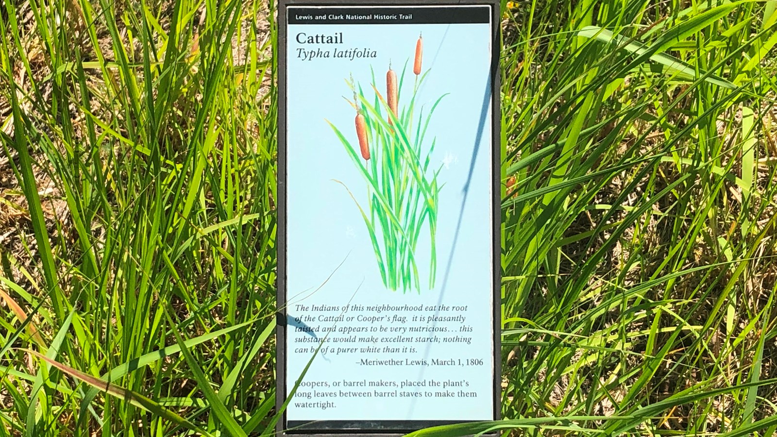 A small sign is placed near a group of Cattail. The sign describes the Cattail. 
