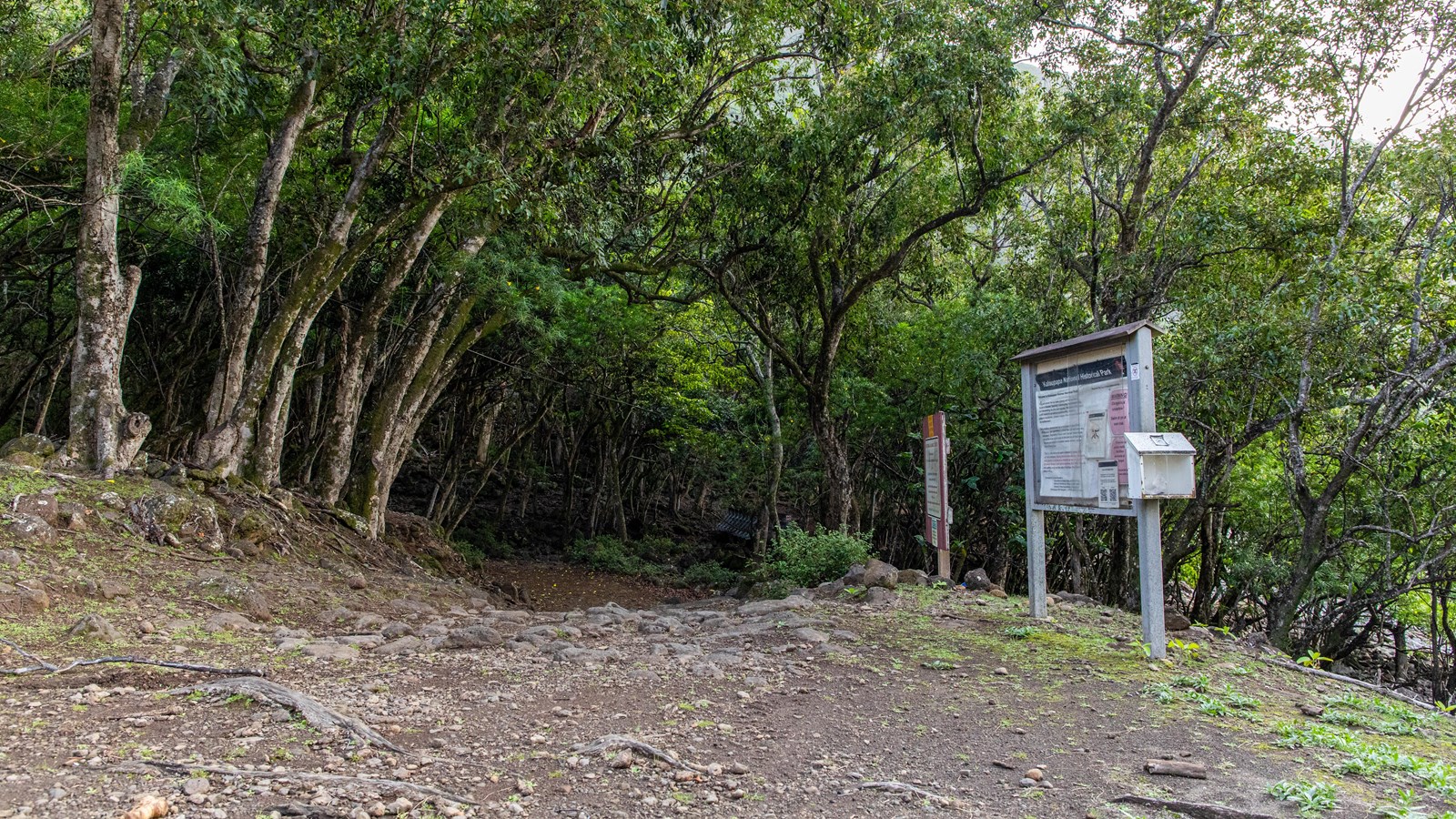 A trailhead with a dirt trail, trail signs and an informational board, surrounded by trees.