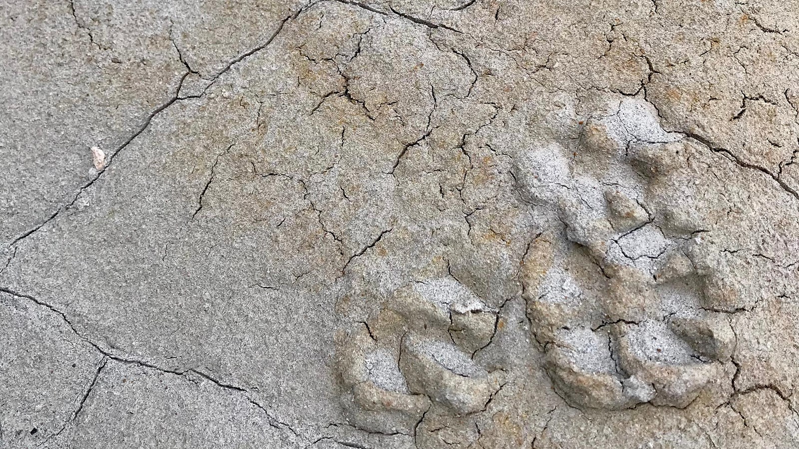 Bobcat Tracks