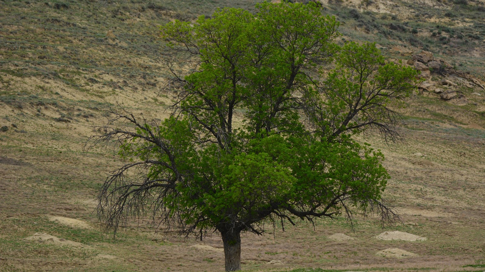 Green Ash