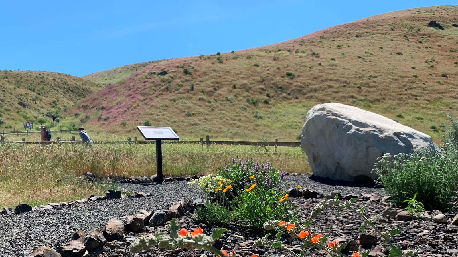 local flower garden floods erratic and wayside exhibit in the foreground of Badger Mountain