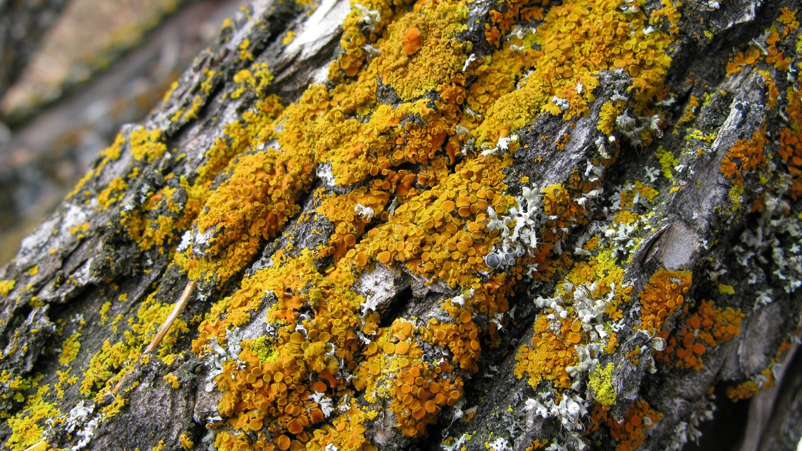 Lichens