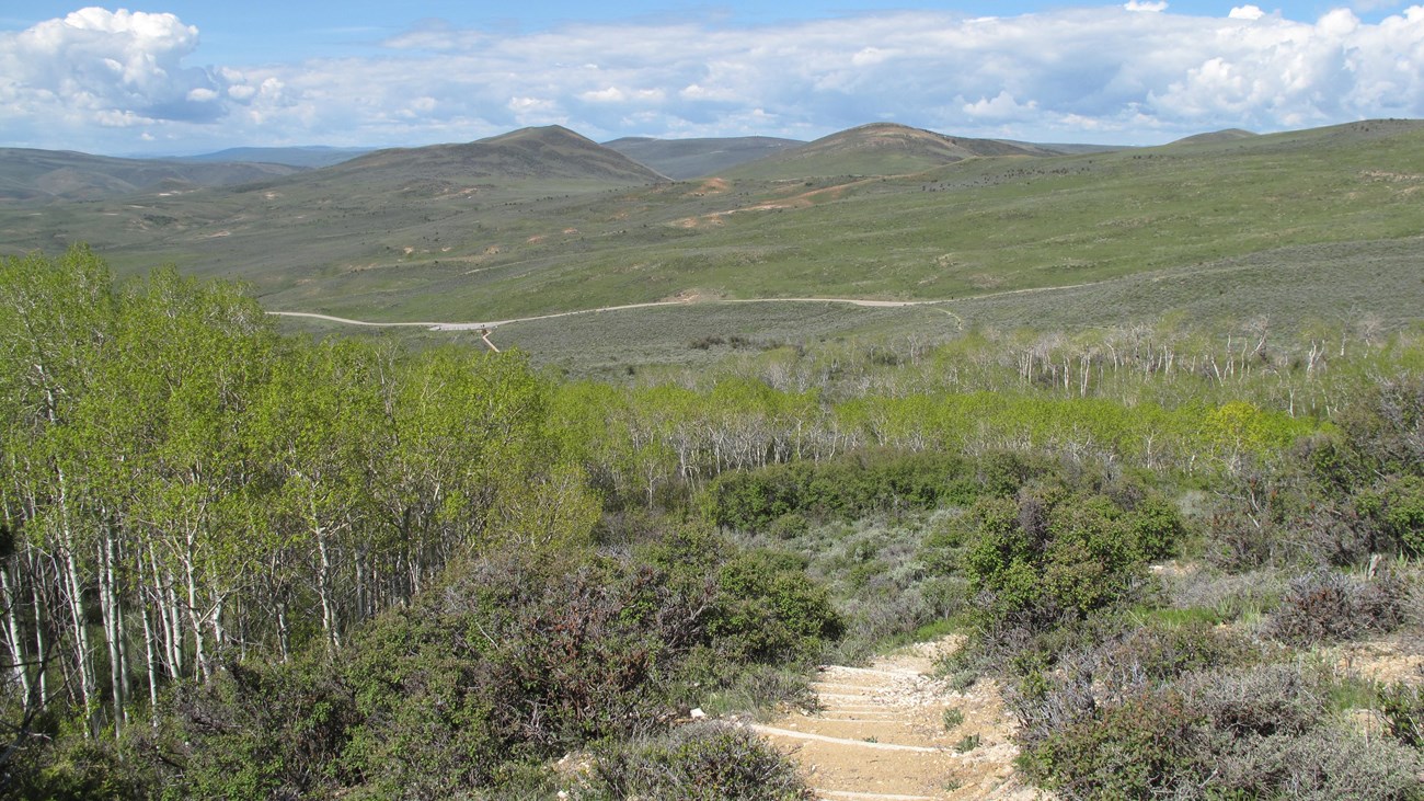 A path leads down through aspen trees with bright green leaves on a sunny day with a bright blue sky