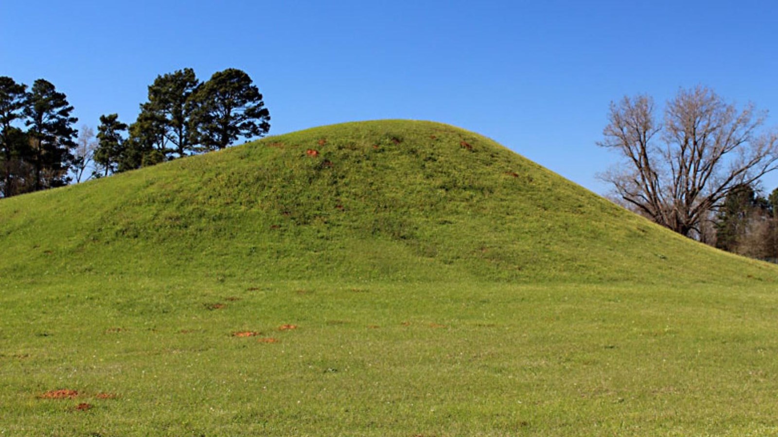 A grass hill in front of a tree line. 