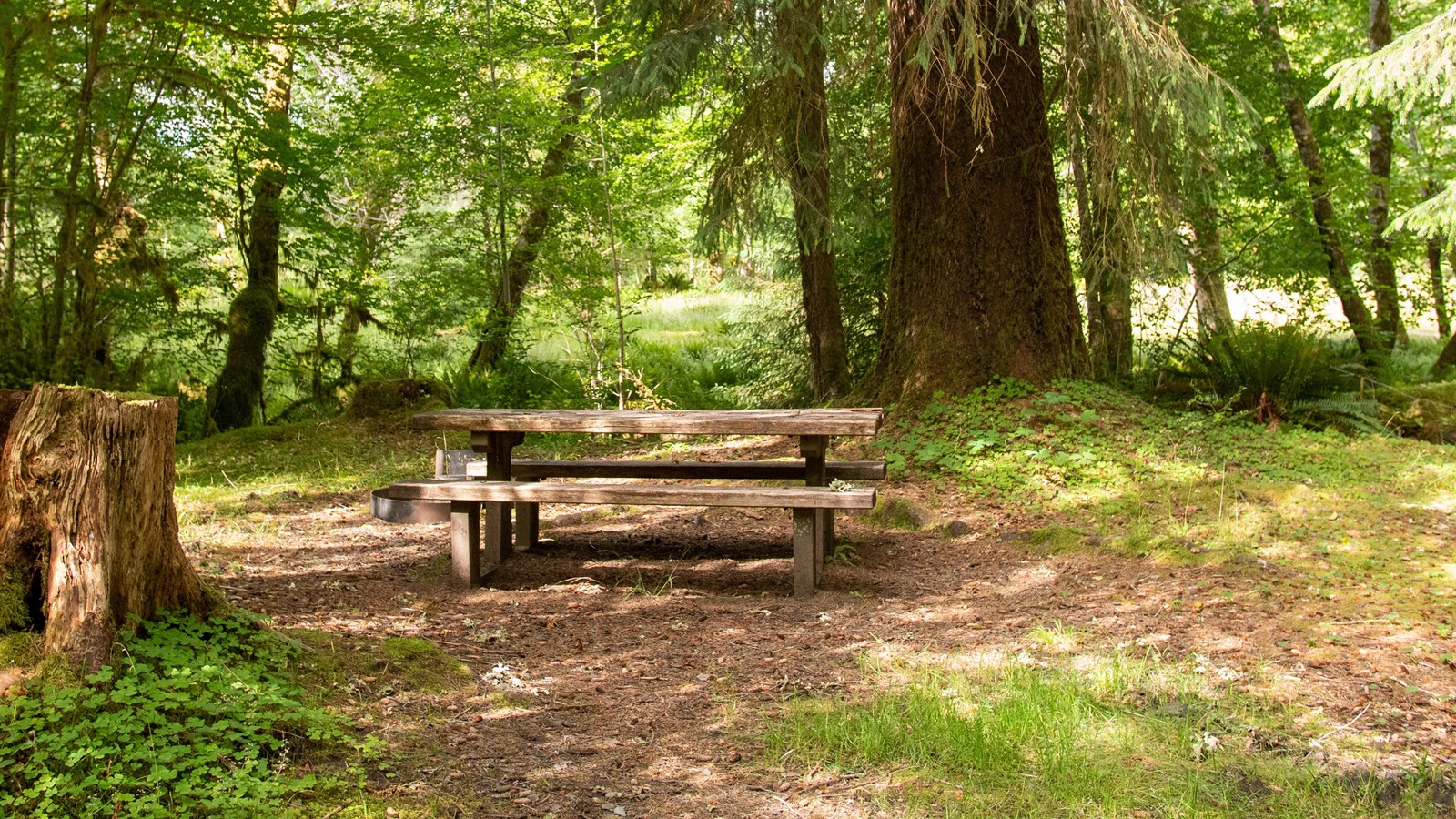 A picnic table in a sunny green clearing