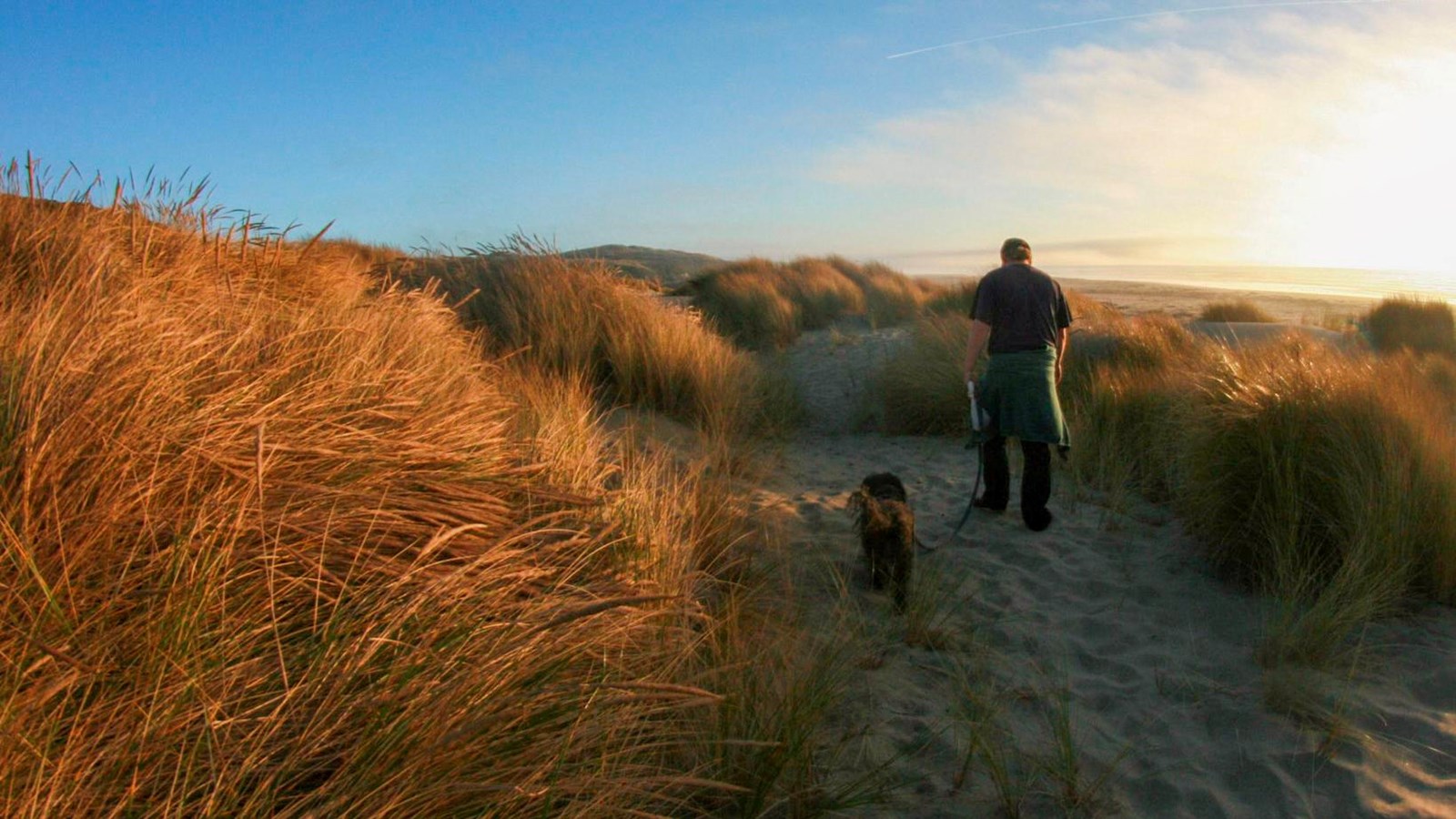 A man and his leashed dog walk among the beach grass down to the beach at sunset.