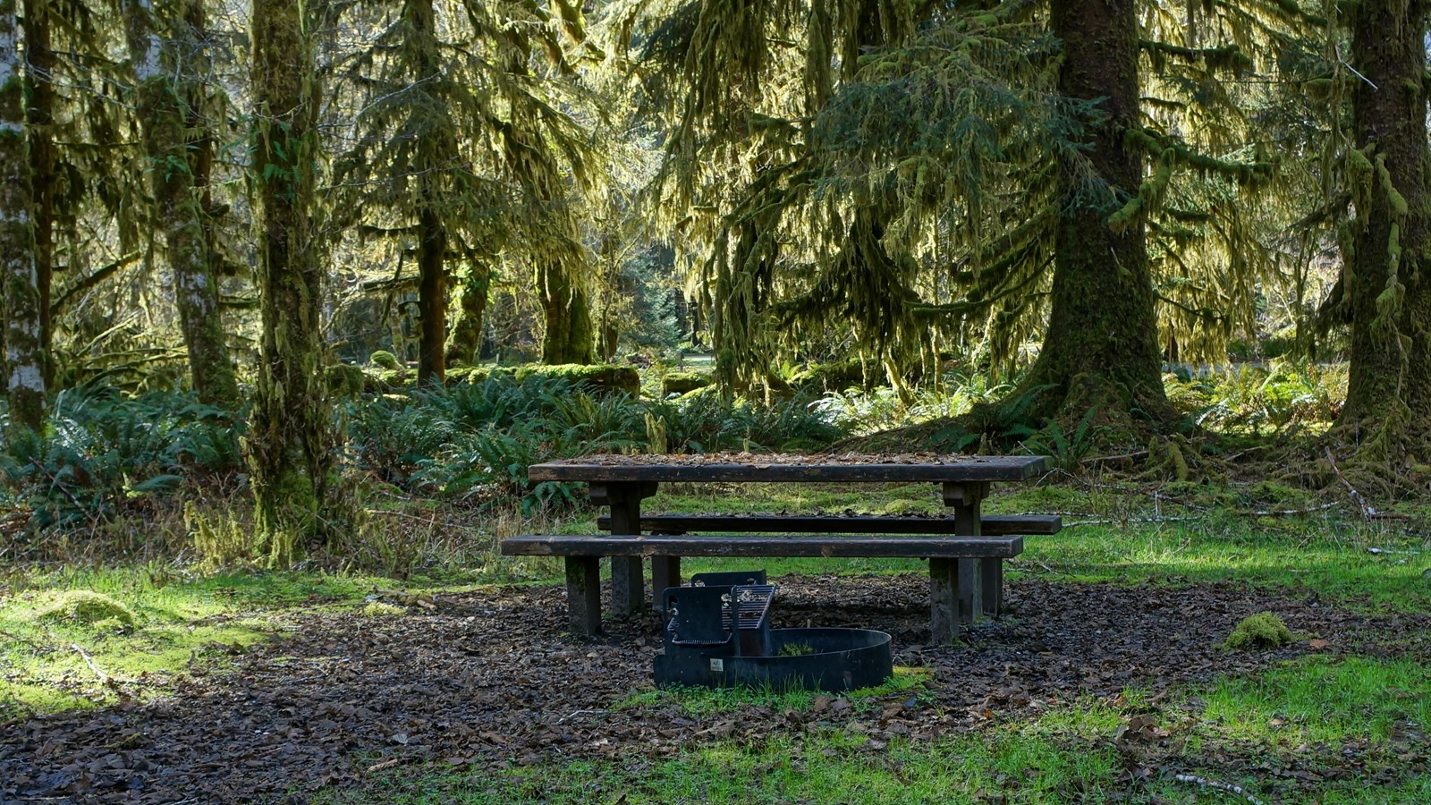 A picnic table in a mossy green rain forest setting