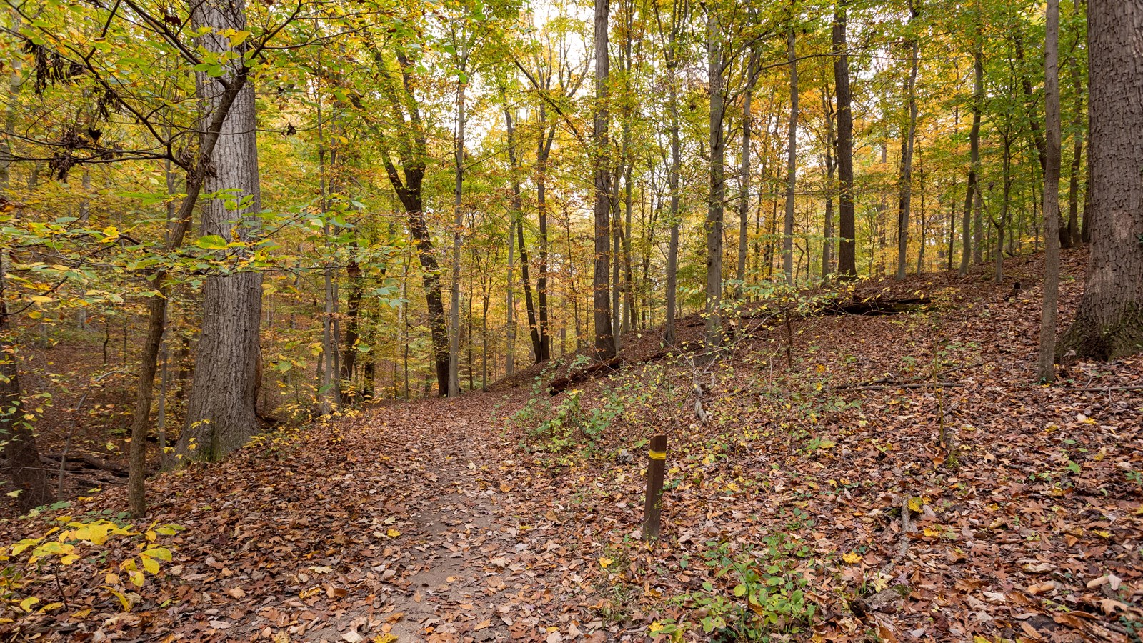 A dirt trail in a forest with yellow and green leaves. 