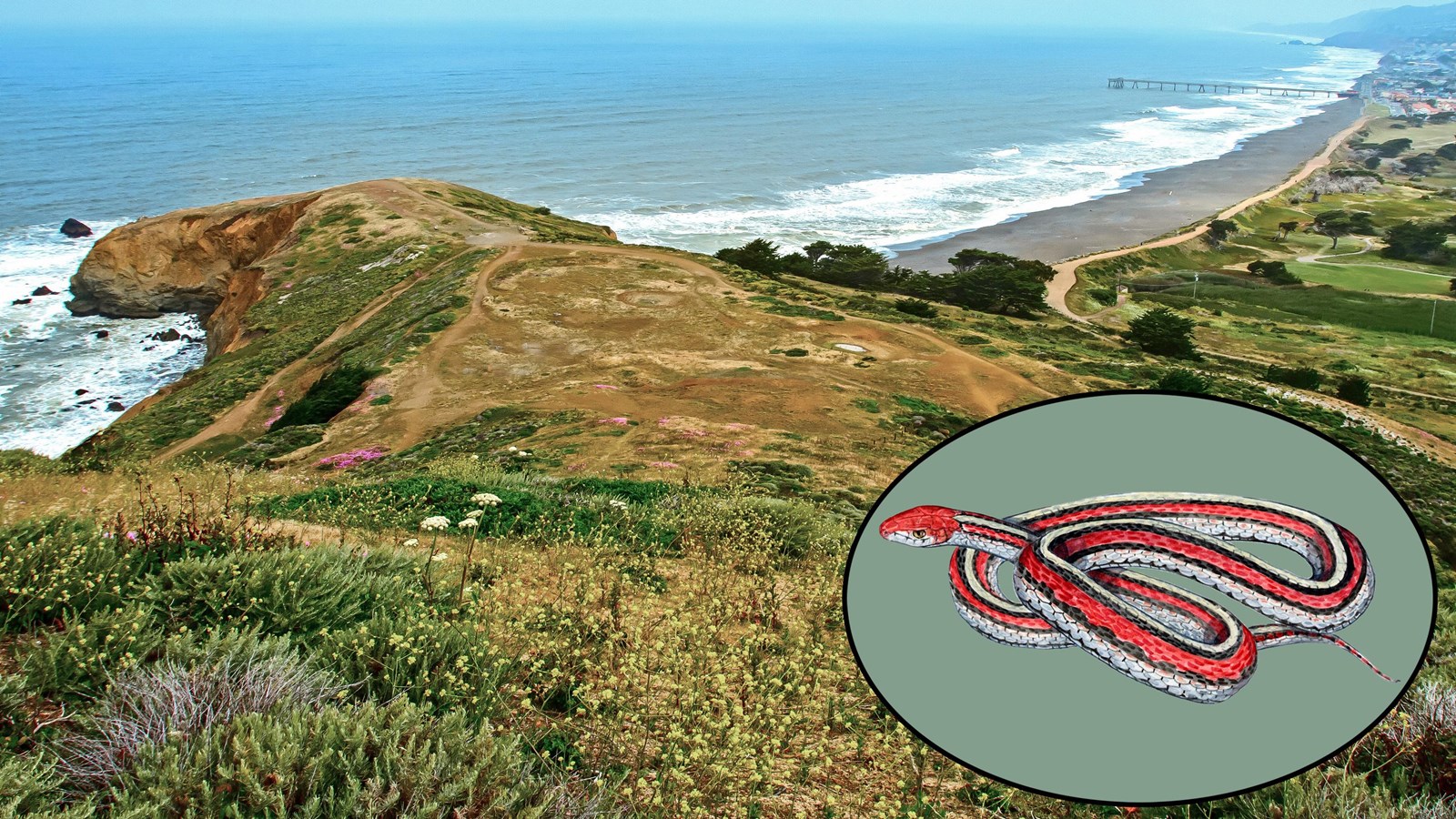 Colored aerial photograph of Mori Point. Bottom right is an oval inset photo of a Garter Snake