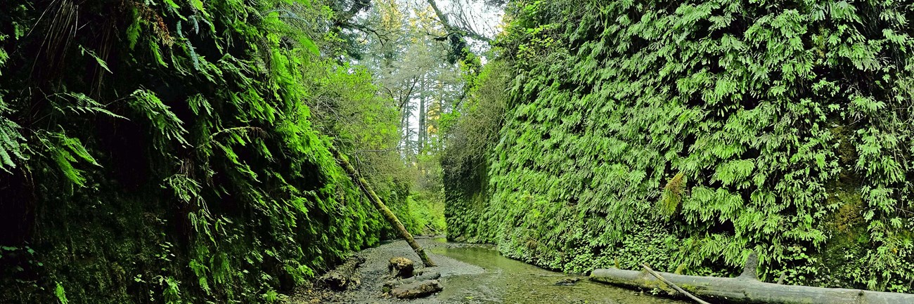 A cobbled stream cuts into fern covered walls.