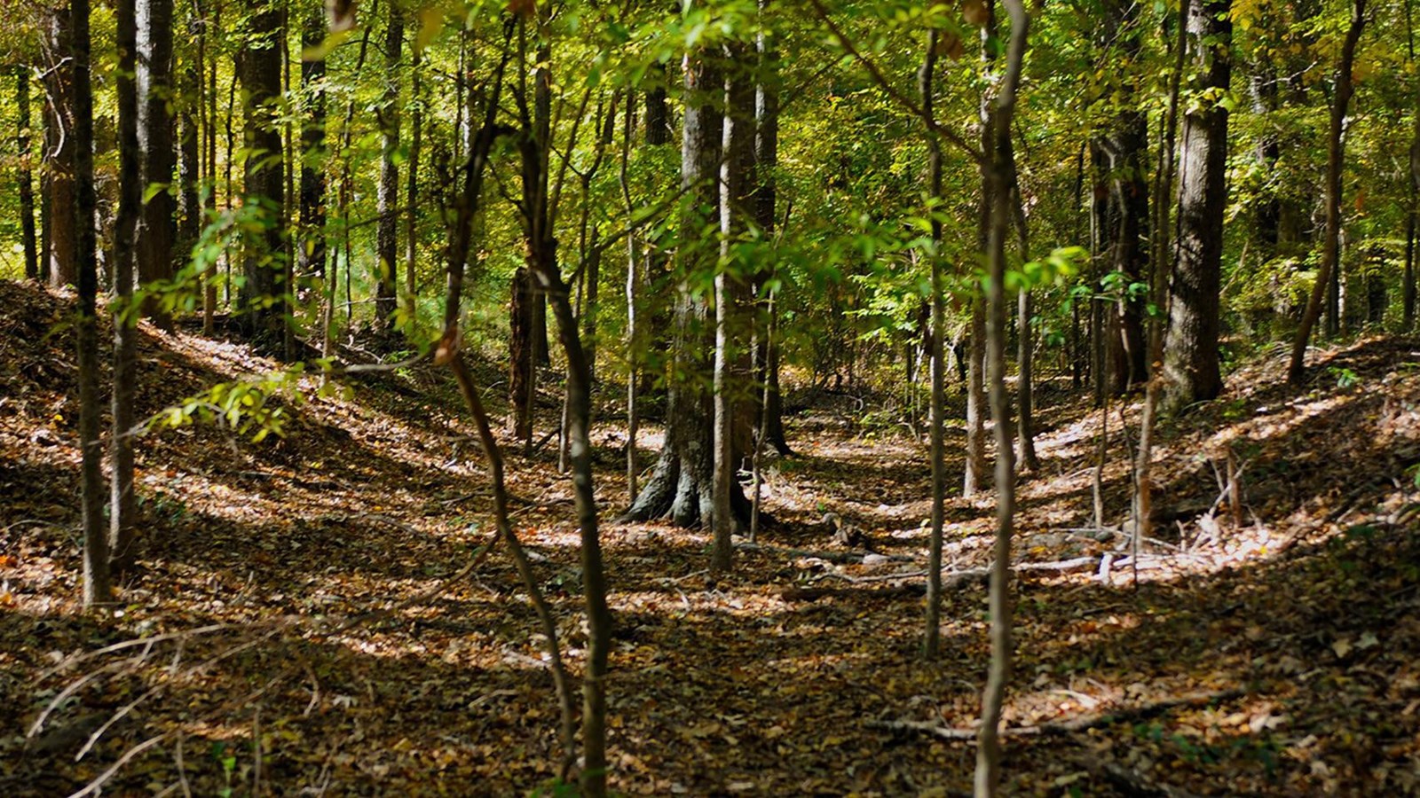 overgrown trail covered in fallen leaves. Large trees and saplings border the trail area.