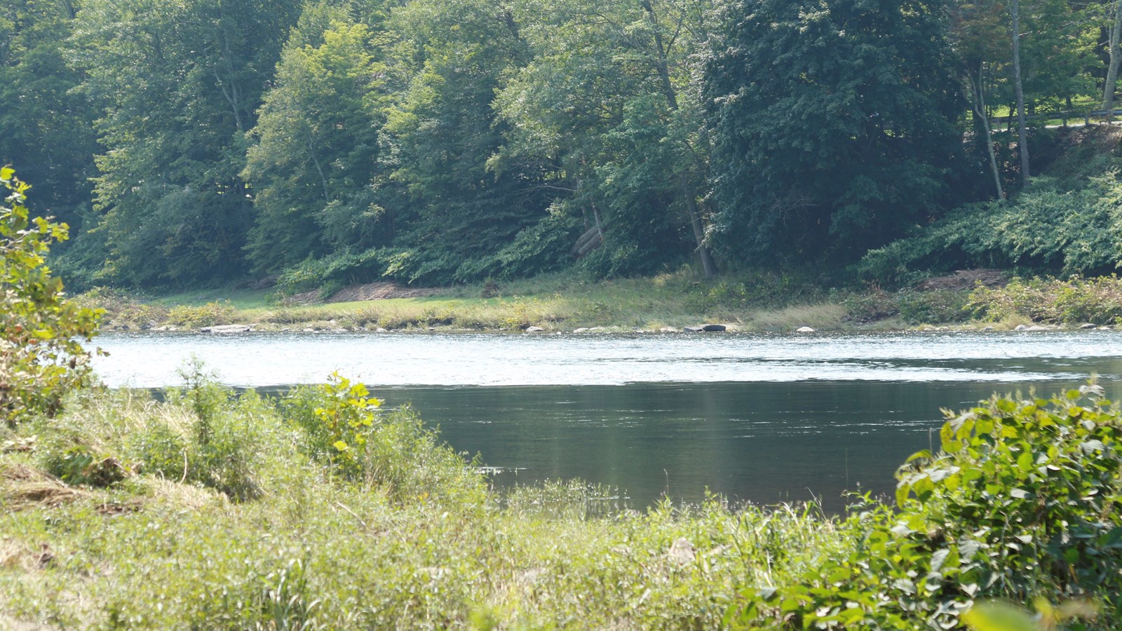 View of river with tree-covered hills on other side of river. In foreground, grass and bush.