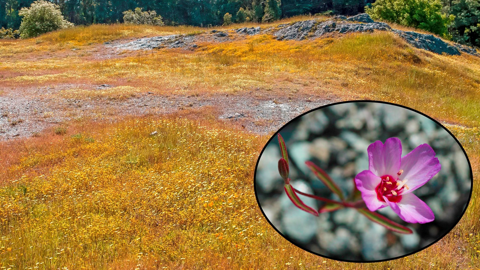 Colored photo of serpentine soils in the Presidio with an inset image of a purple Presidio clarkia