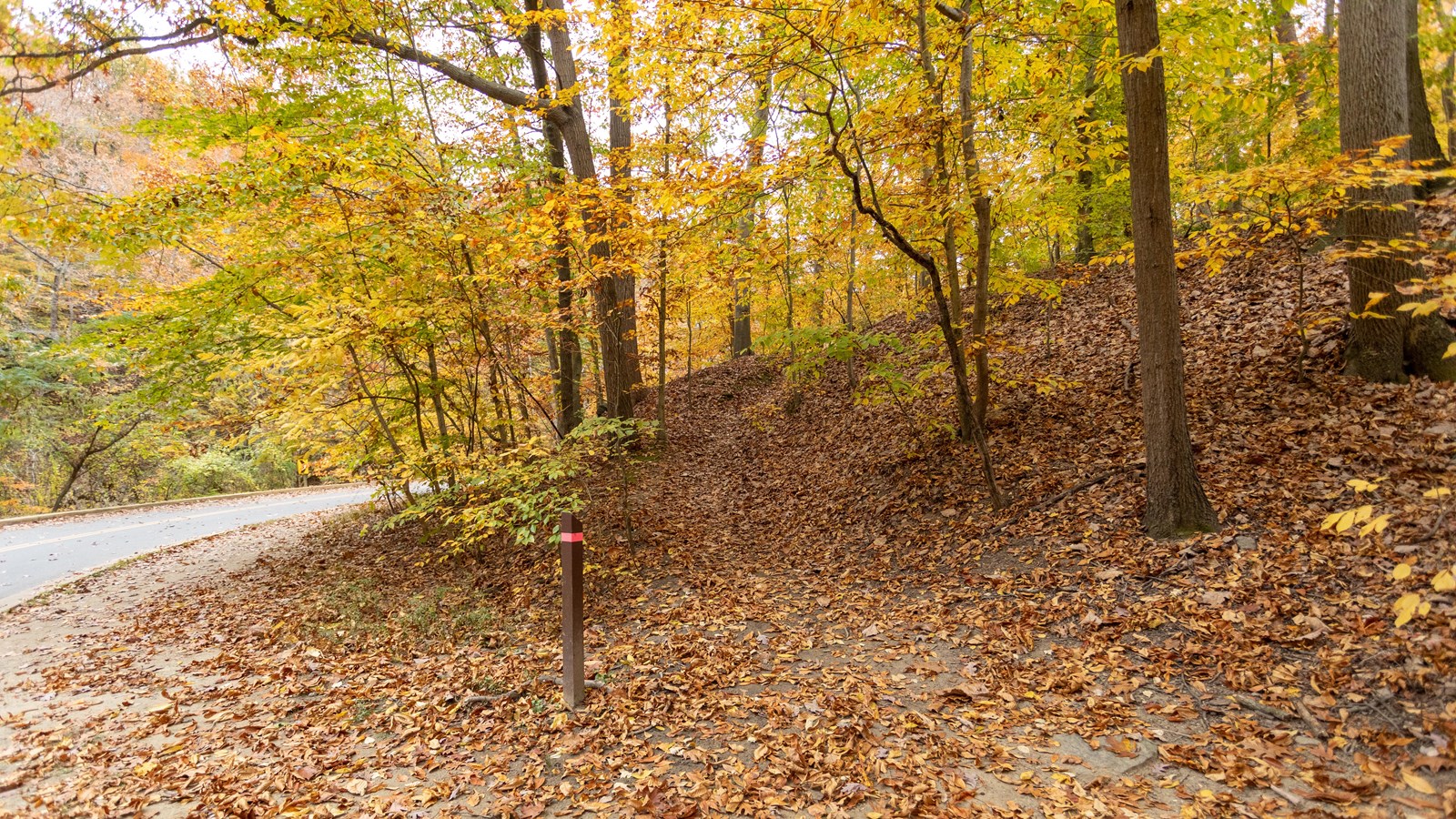 A dirt trail next to a road. The trail leads up on a hill surrounded by trees. 