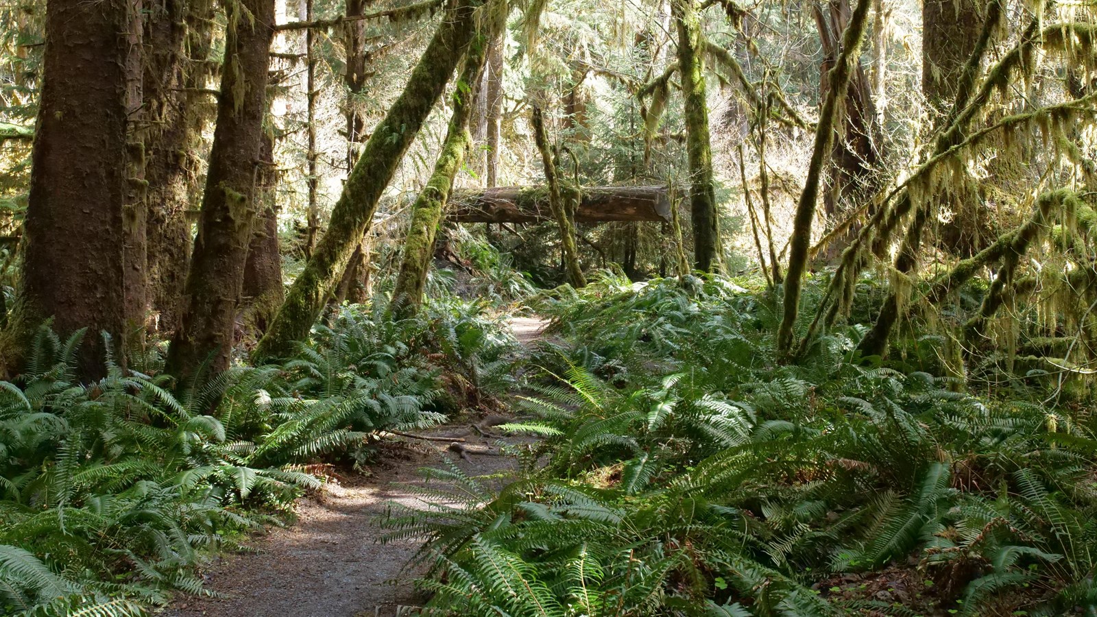 A trail through a forest of ferns and mossy trees