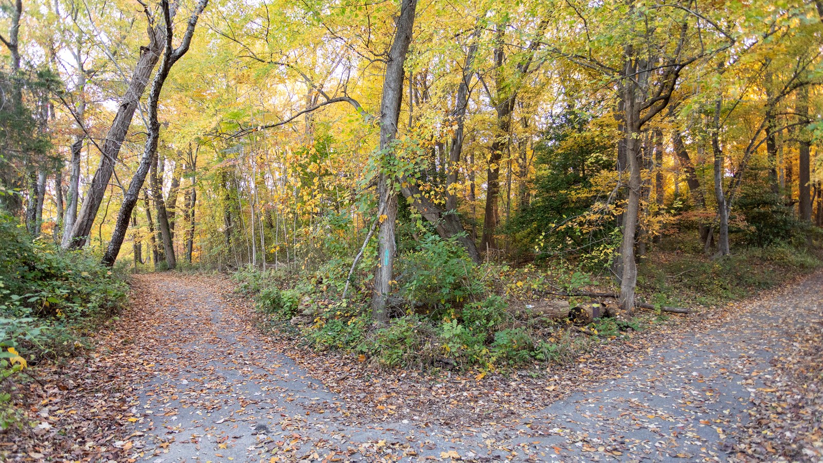 Two trails leading to different directions in the woods