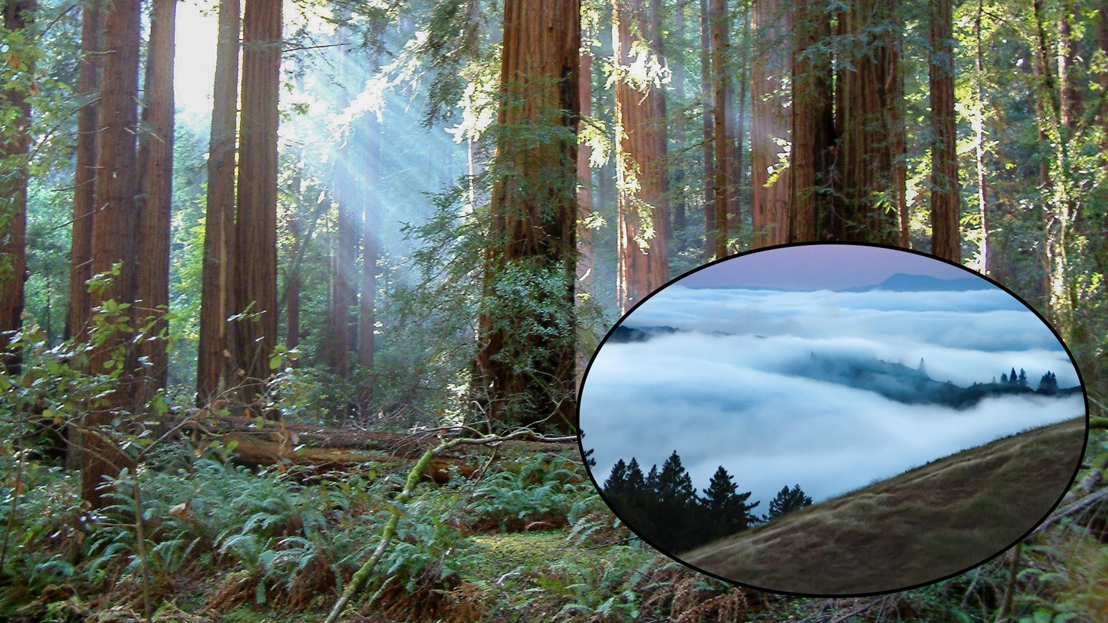 Light streaming through the branches of redwoods in Muir Woods, inset image of fog over the hills.
