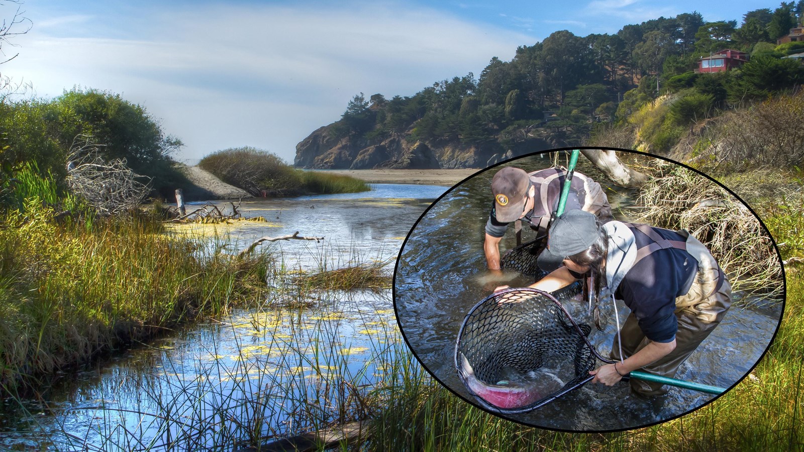 Colored photo of the creek into Muir Beach and park staff releasing Coho salmon