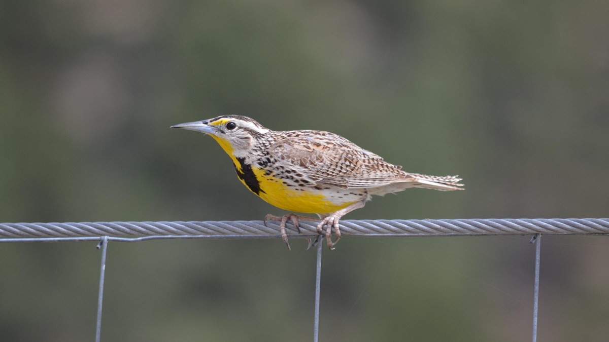 a brown bird with a yellow and black belly perched on a fence