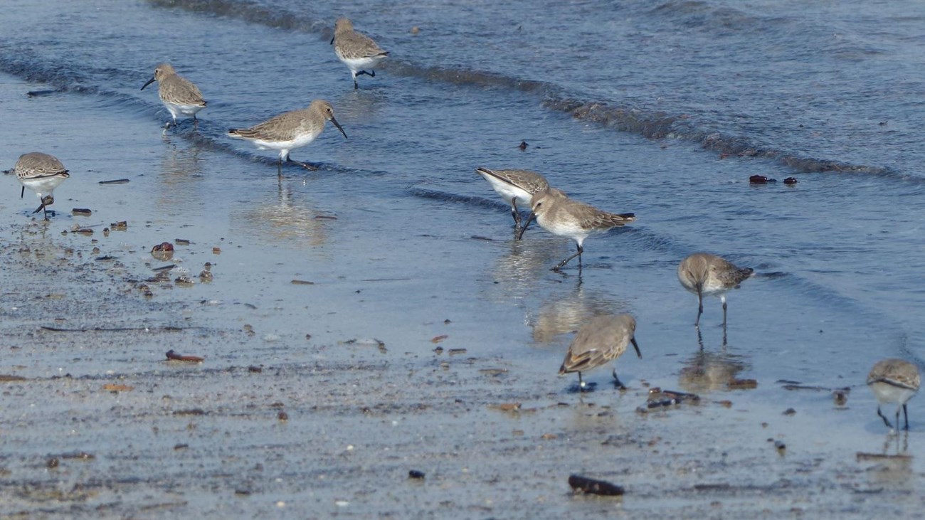 Willets on the Beach