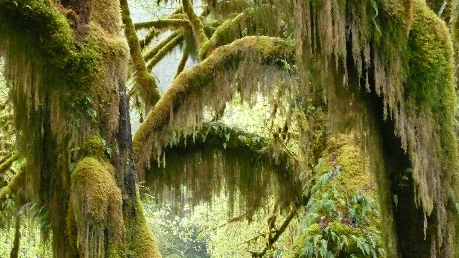 Tree trunks covered in moss and ferns