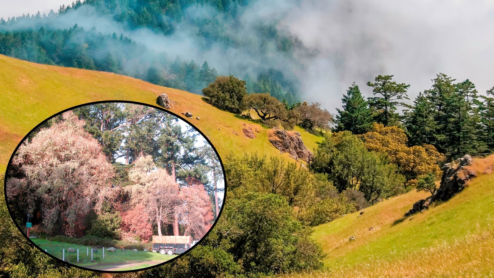 View of Bolinas Ridge from Mt Tam, fog rolling over the hills. Inset image of Sudden Oak death