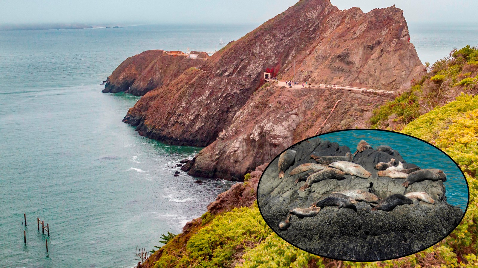 Looking towards Point Bonita Cove and its rocky cliffs below, inset of harbor seals resting on rocks