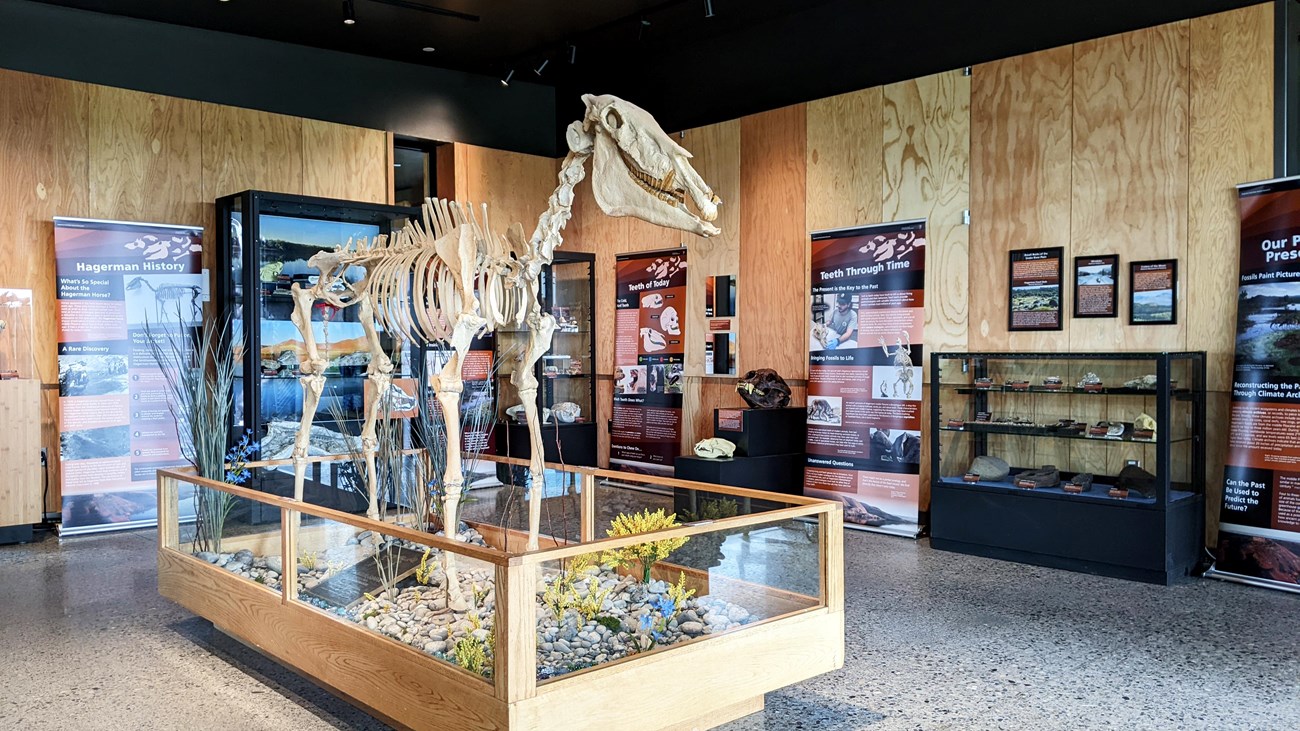 A fossil horse in a large room of posters and display cases.