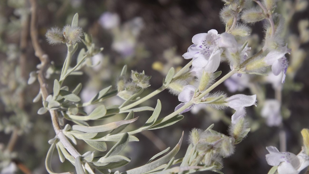 Close up view of plant with light green leaves and purple and white flowers