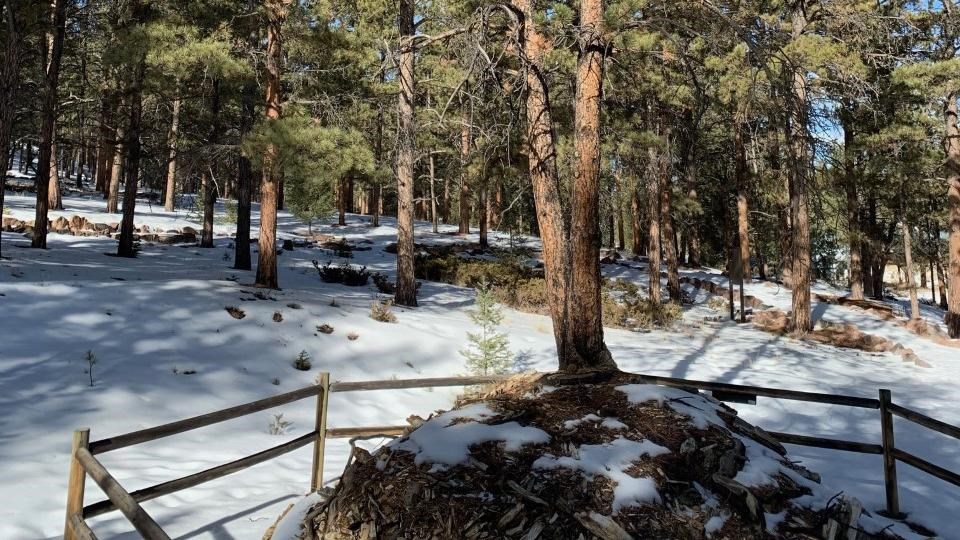 a modern, pine tree about 30 feet tall is growing out of an exposed petrified tree stump 