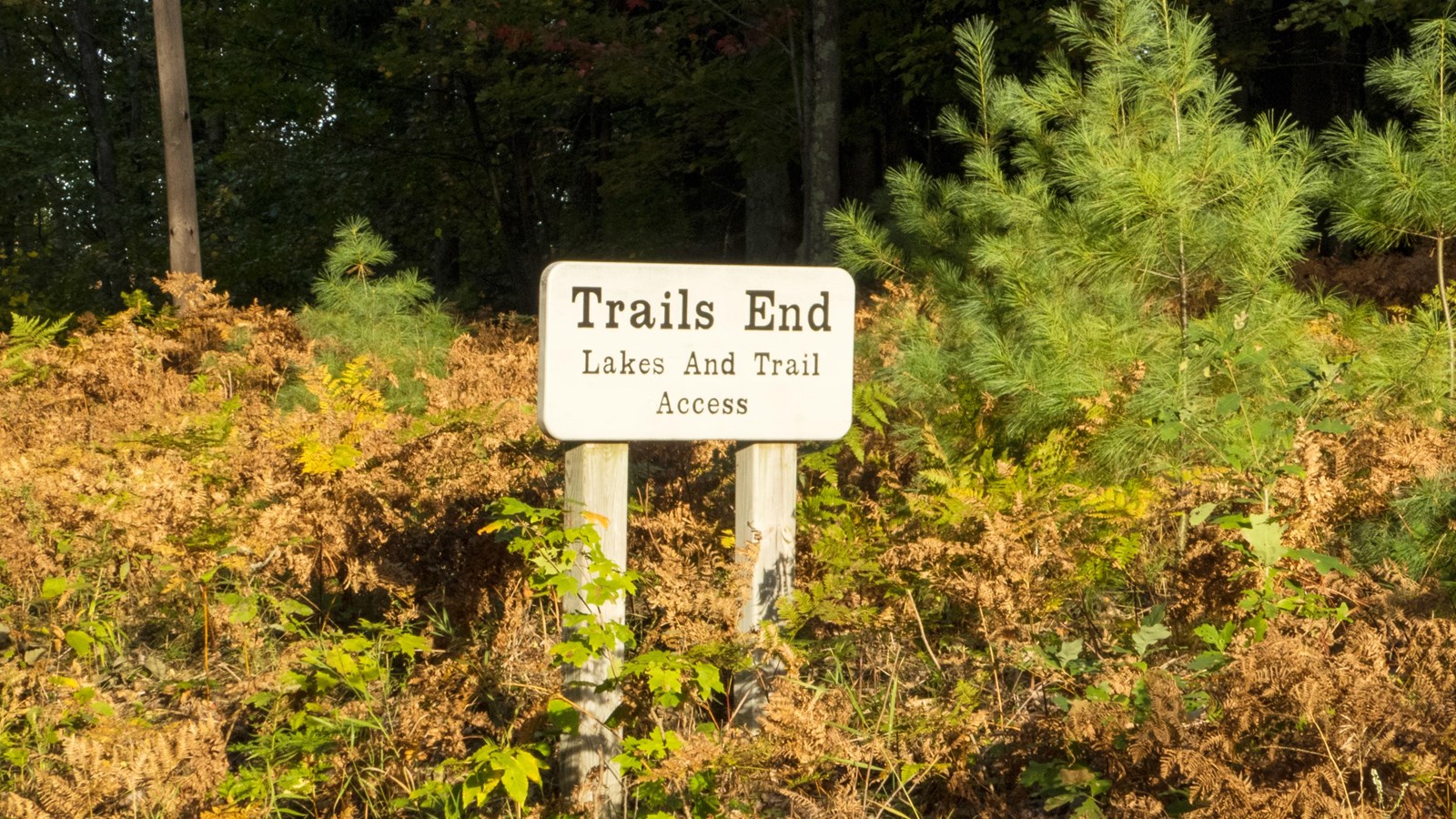 Wooden Trails End sign set in ferns at edge of path