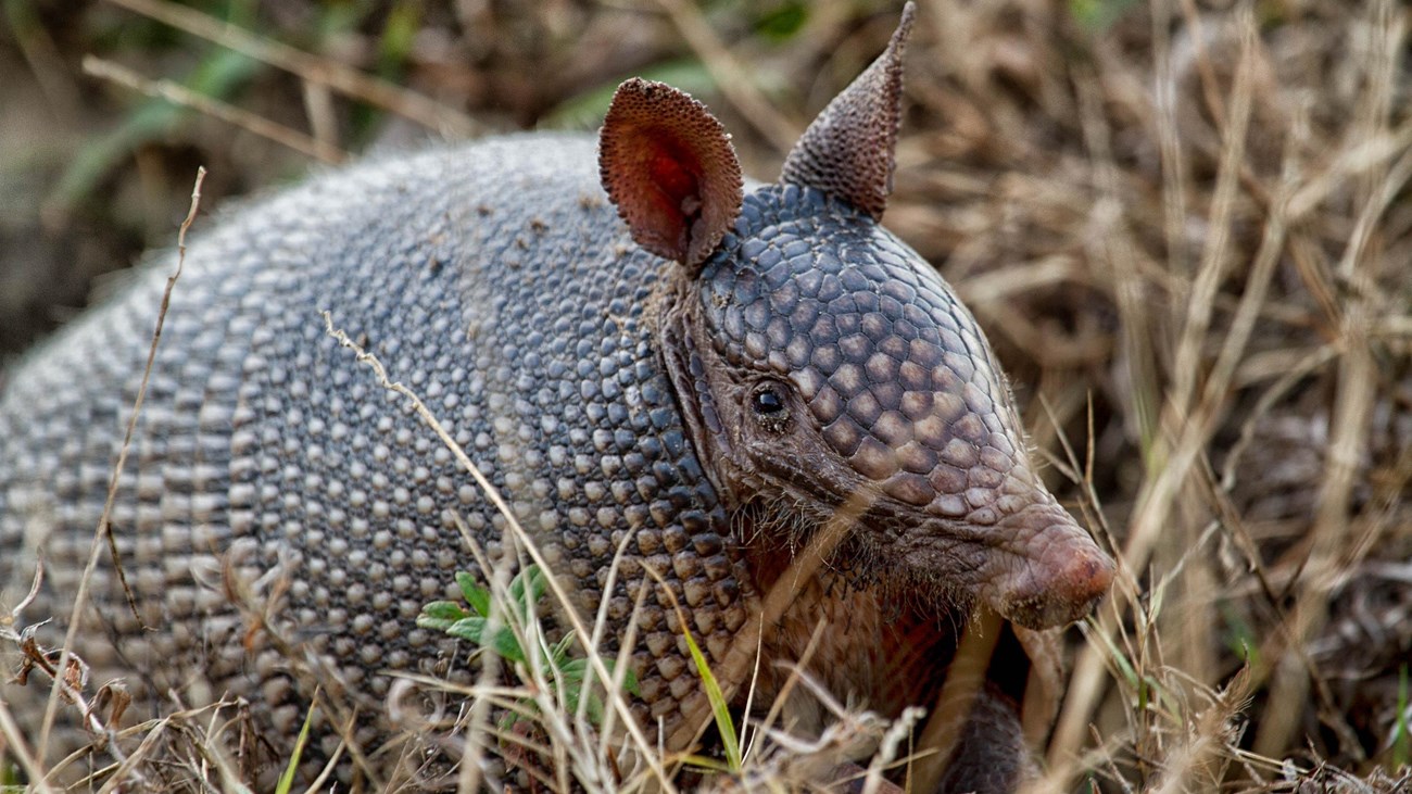 A close up of an armadillo\'s face