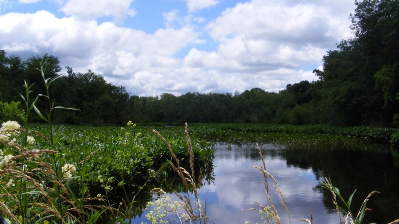 View of marshy Chicone Creek on a sunny day.