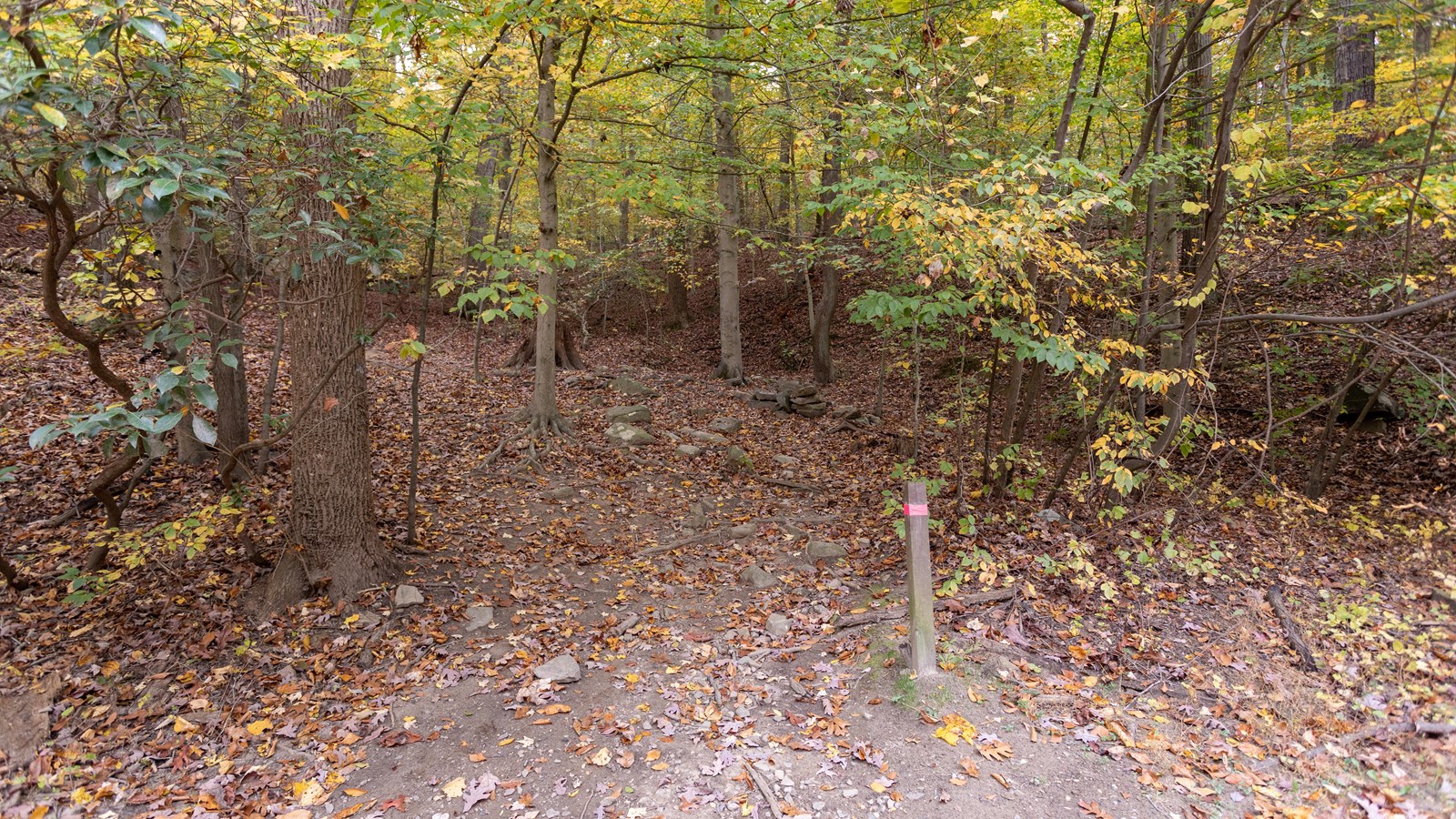 A dirt trail leading in to woods