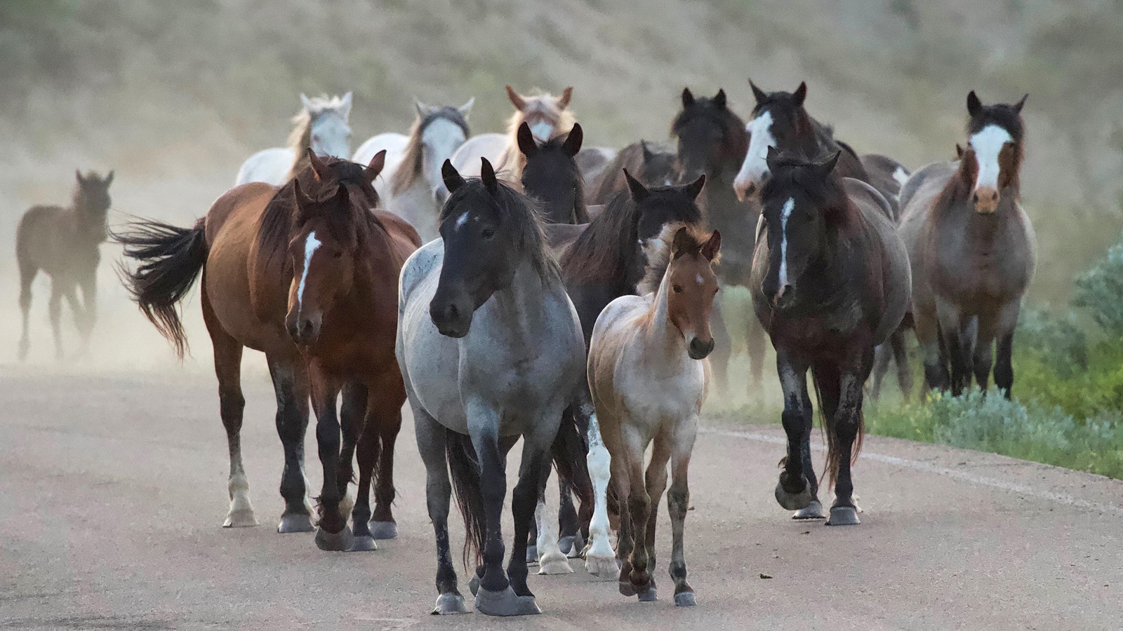 Horses on Road