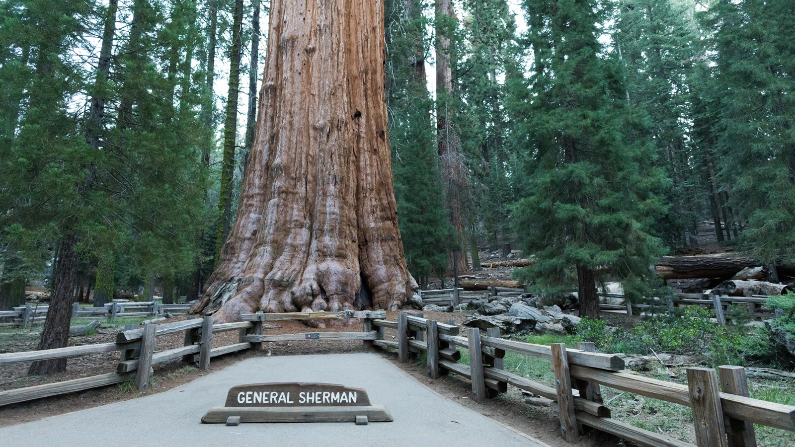 The largest tree in the world stands behind a wooden fence