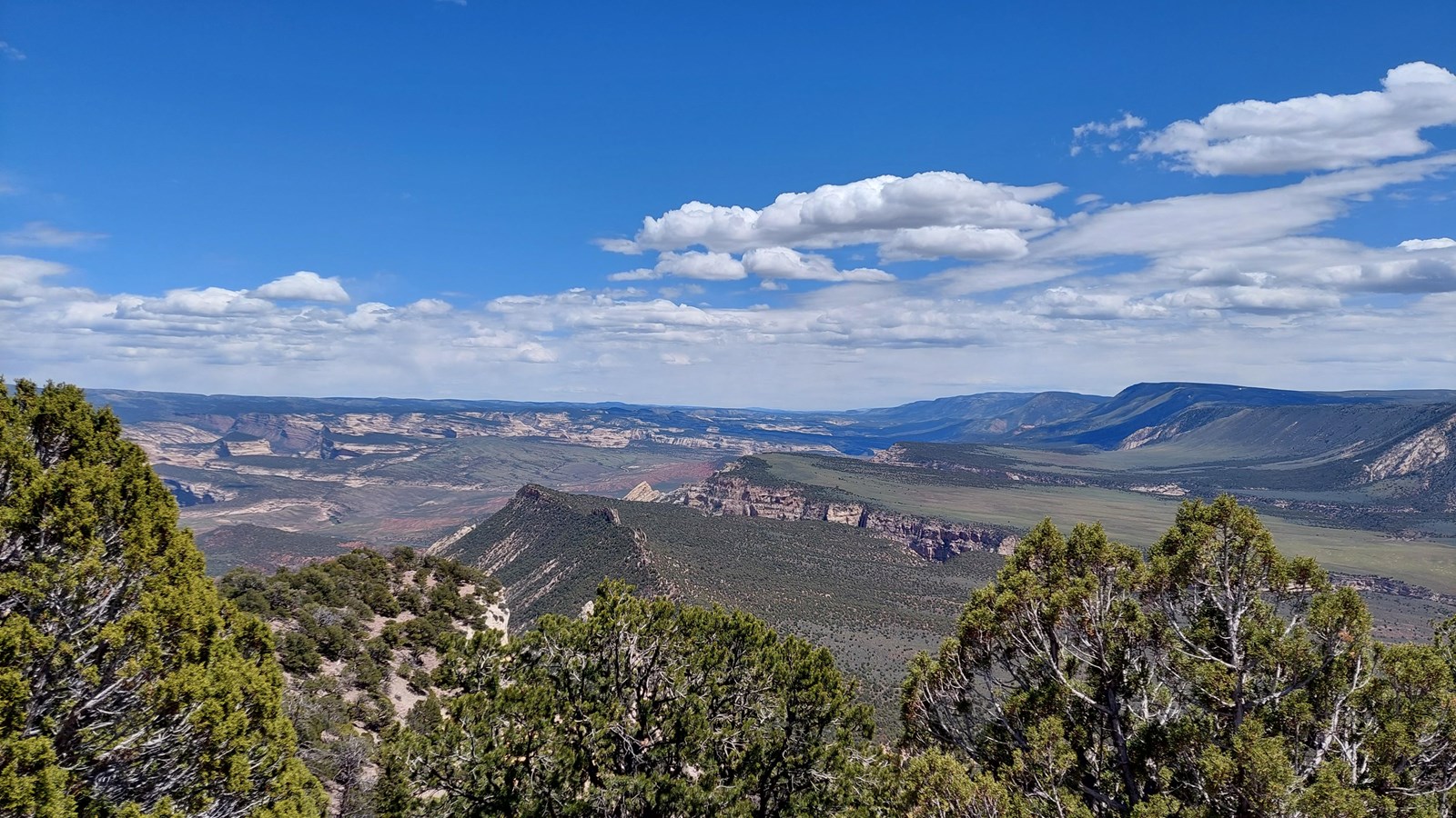A pine covered overlook viewing a canyon in the distance.