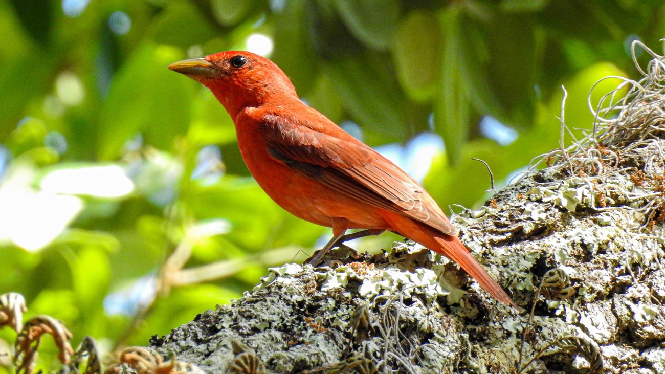 Bright red bird on a branch