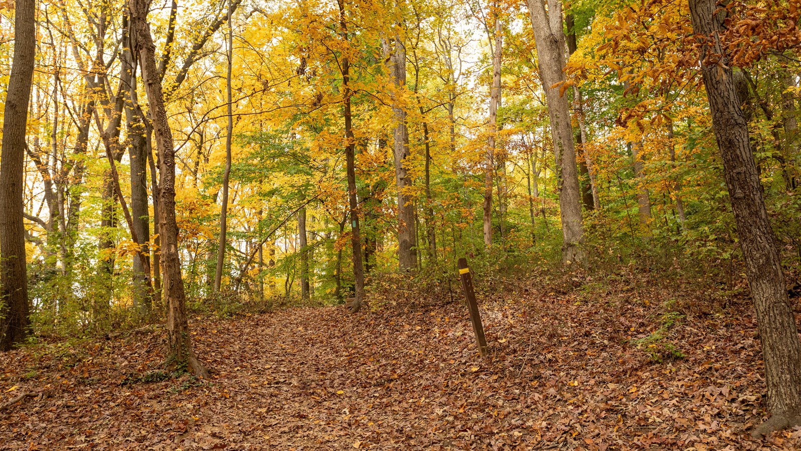 A trail in a forest with leaves changing from green to yellow