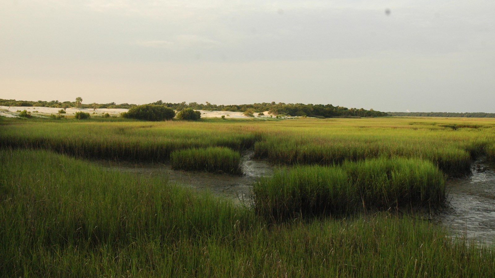 Lush cordgrass with mudflats interspersed and sand dunes in the background with cloudy sky above.