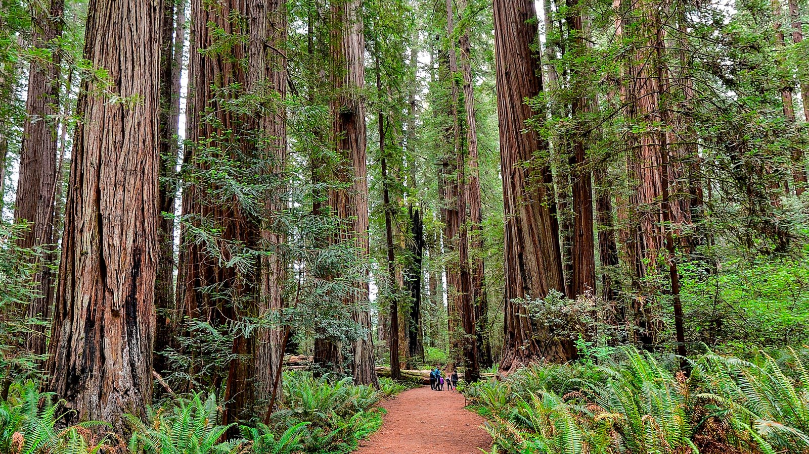 A family on a trail is dwarfed by redwood trees.